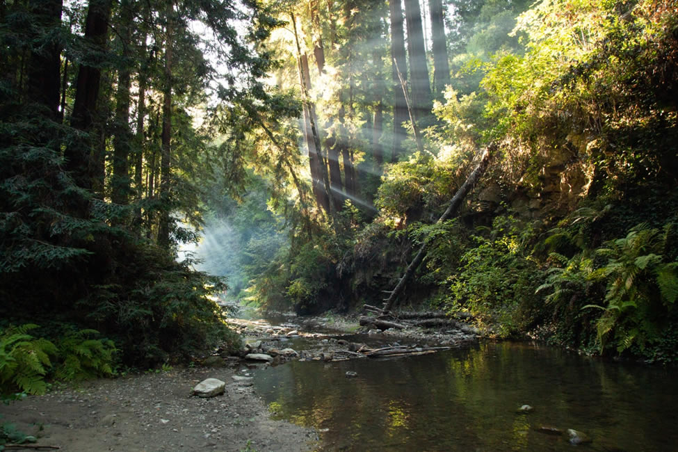 Outdoor Spaces Can Improve Physical, Mental Health, Image - picture of stream in the forest