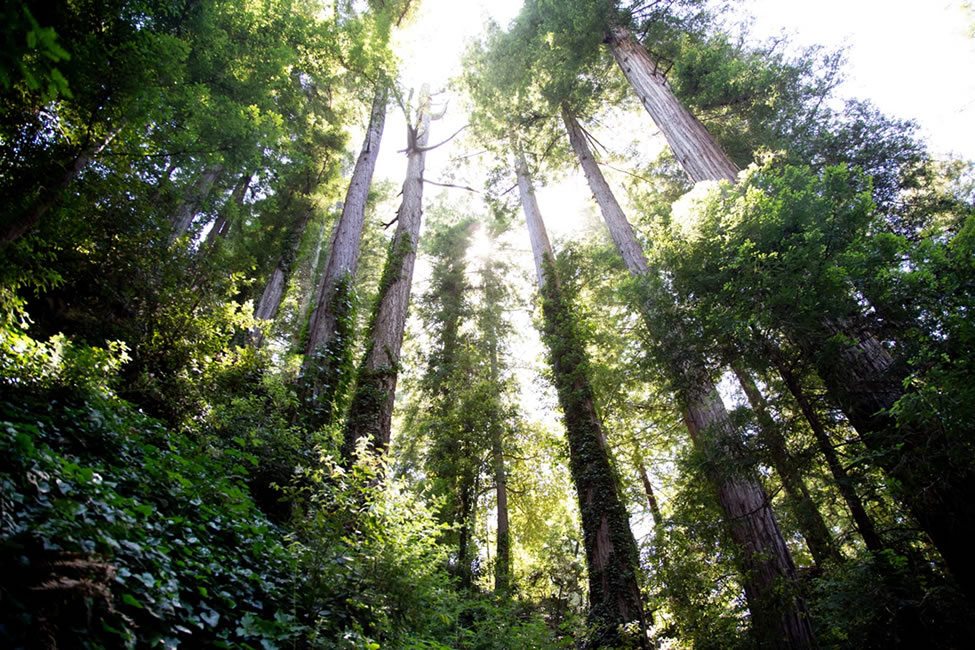 Nature is a Necessity Image - picture of trees with sun shining through